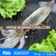 Wholesale frozen seafood CE Certification